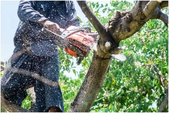 tree services Lac du Flambeau